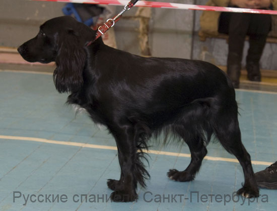 Русский охотничий спаниель, Найси, ID по базе HuntDogs.Ru: 2396