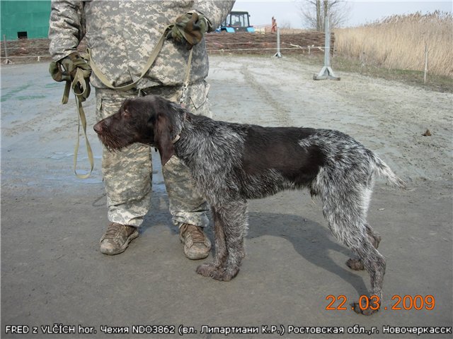 Дратхаар, FRED z VLČÍCH hor, ID по базе HuntDogs.Ru: 2376