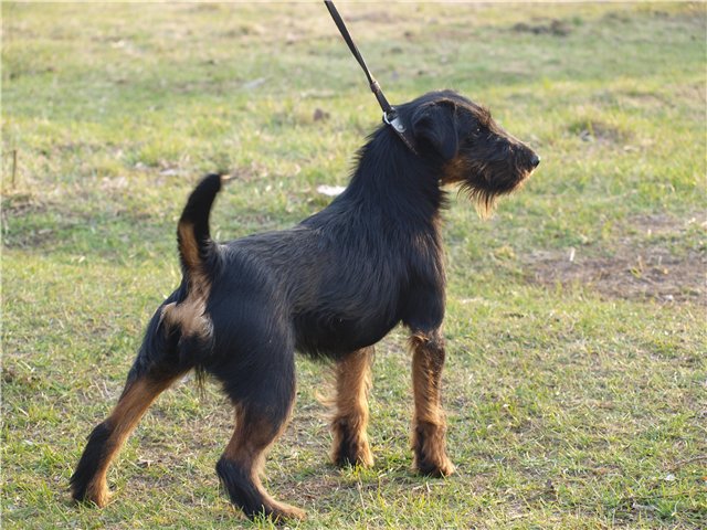 Немецкий охотничий терьер (Ягдтерьер), BAVARIA KLEIN JAGER, ID по базе HuntDogs.Ru: 2394