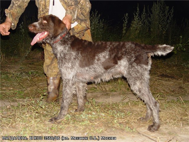 Дратхаар, МАГДАЛЕНА, ID по базе HuntDogs.Ru: 2423