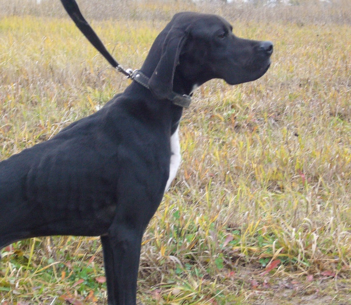 Английский пойнтер, ТOC, ID по базе HuntDogs.Ru: 2475