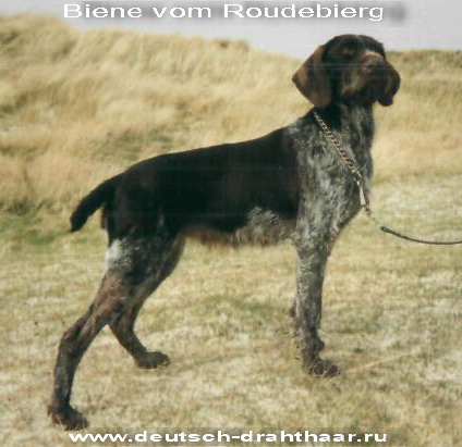 Дратхаар, /| BIENE  vom  ROUDEBIERG, ID по базе HuntDogs.Ru: 2483