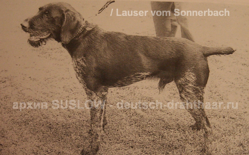 Дратхаар, /LAUSER vom SÖNNERBACH, ID по базе HuntDogs.Ru: 2499