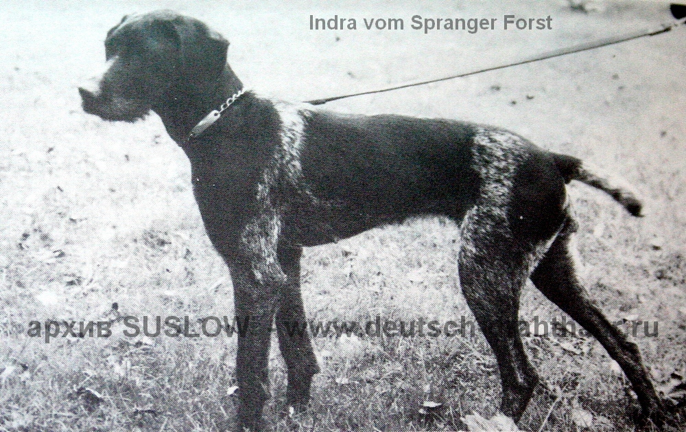 Дратхаар, /INDRA vom SPANGER FORST, ID по базе HuntDogs.Ru: 2498