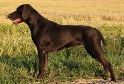 Курцхаар, AIGEL z Czarnego Dworu, ID по базе HuntDogs.Ru: 2477