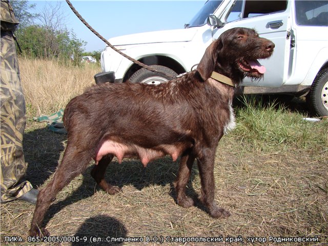 Дратхаар, ЛИКА, ID по базе HuntDogs.Ru: 2557