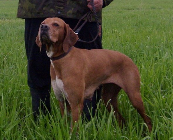 Английский пойнтер, ч. НИКА, ID по базе HuntDogs.Ru: 2561