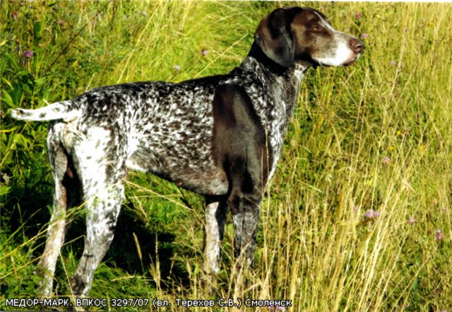 Курцхаар, МЕДОР-МАРК, ID по базе HuntDogs.Ru: 2772