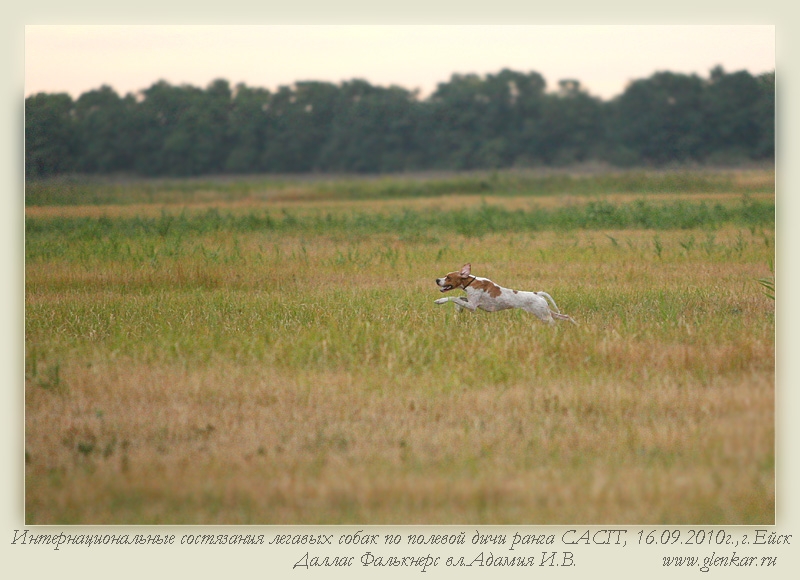 Английский пойнтер, FALKNER`S DALLAS, ID по базе HuntDogs.Ru: 2836