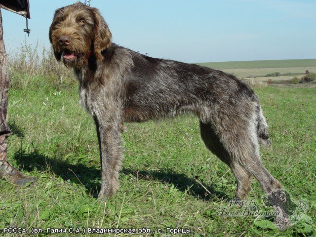 Дратхаар, РОССА, ID по базе HuntDogs.Ru: 2845