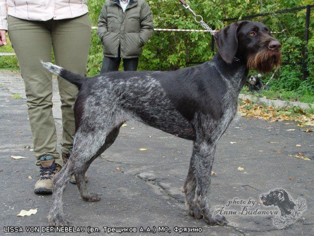 Дратхаар, LISSA von der NEBELAU, ID по базе HuntDogs.Ru: 2866