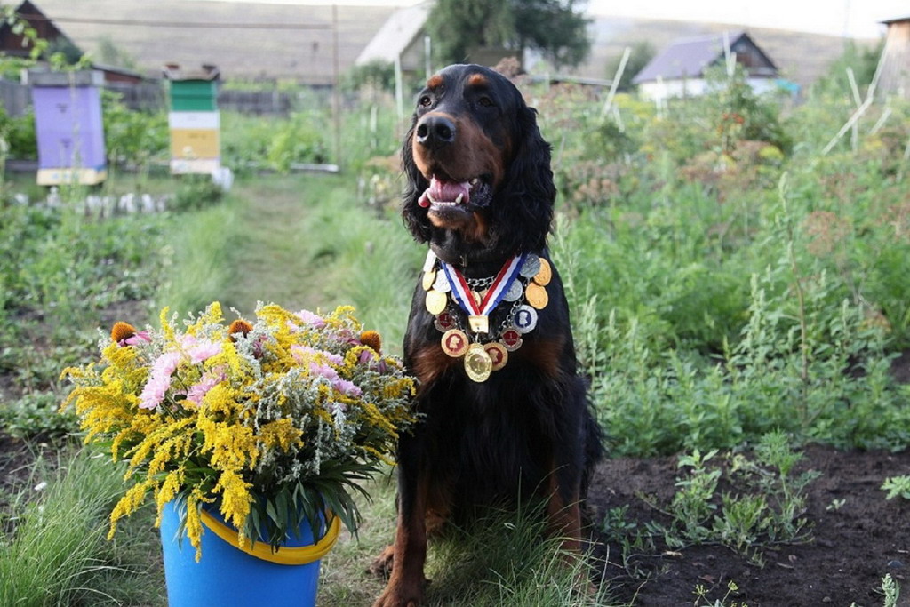 Шотландский сеттер (Гордон), Россич ВАЛДАЙ, ID по базе HuntDogs.Ru: 2808