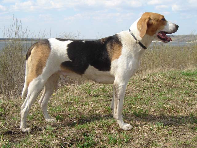 Русская пегая гончая, Пиковая Дама, ID по базе HuntDogs.Ru: 2925