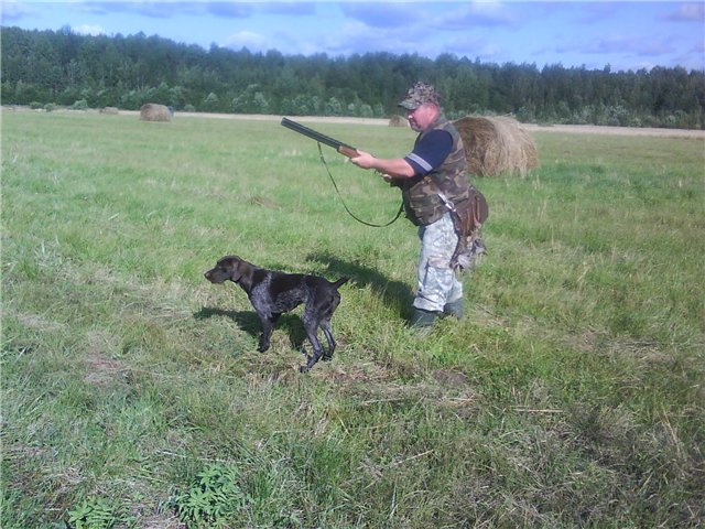 Дратхаар, ЧУНЯ, ID по базе HuntDogs.Ru: 2984