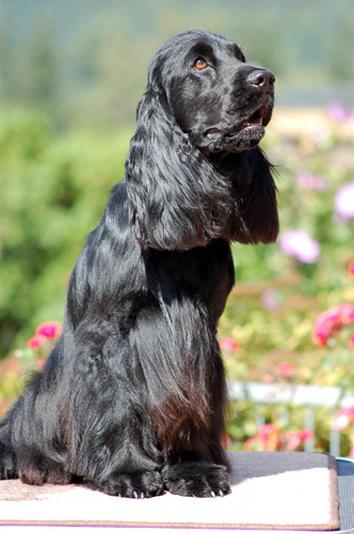 Английский спаниель, Okavango vom Odenwald, ID по базе HuntDogs.Ru: 2992