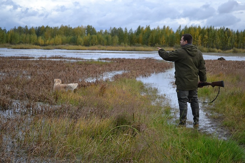 Золотистый ретривер, Рейзи Лилиан Фортуна, ID по базе HuntDogs.Ru: 2923