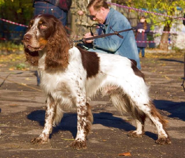 Русский охотничий спаниель, ЧАР-БРАУН, ID по базе HuntDogs.Ru: 3002