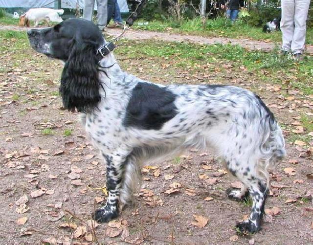 Русский охотничий спаниель, БАРИ-РИНА, ID по базе HuntDogs.Ru: 3003