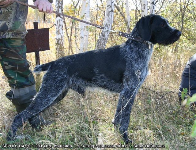 Дратхаар, БРУНО, ID по базе HuntDogs.Ru: 3021