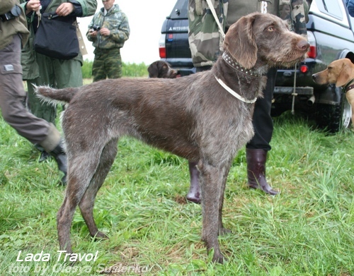 Дратхаар, ЛАДА ТРАВОЛ, ID по базе HuntDogs.Ru: 3050