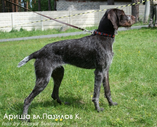 Дратхаар, АРИША, ID по базе HuntDogs.Ru: 3052