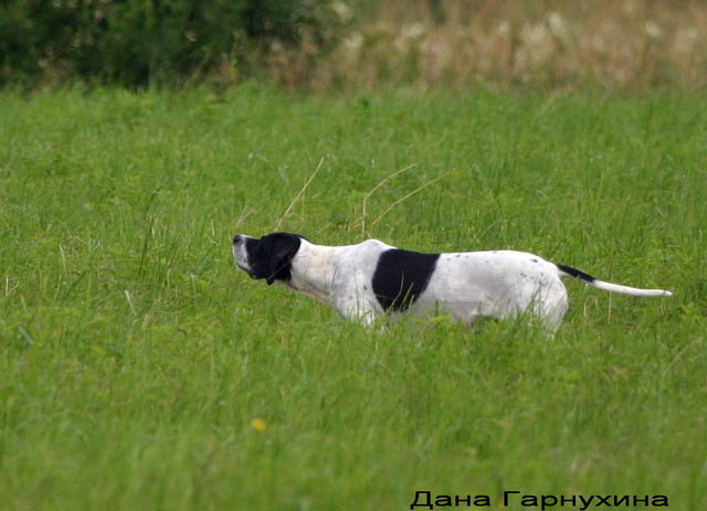 Английский пойнтер, Викториес-Фрам-Дана, ID по базе HuntDogs.Ru: 307