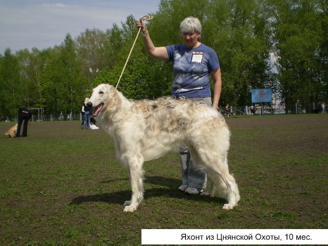 Русская псовая борзая, Яхонт из Цнянской Охоты, ID по базе HuntDogs.Ru: 3102