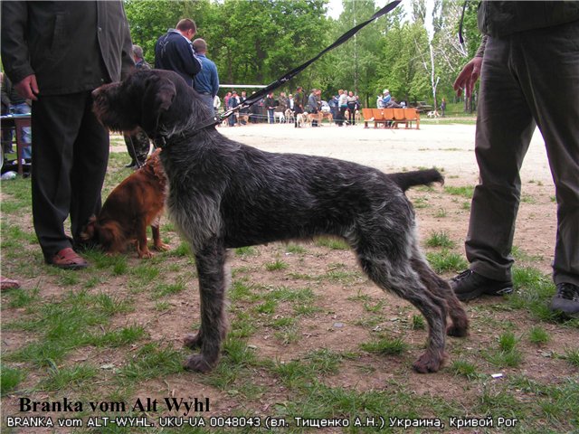 Дратхаар, BRANKA vom ALT-WYHL, ID по базе HuntDogs.Ru: 3166