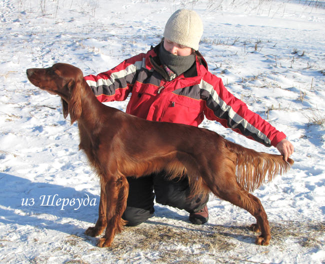 Ирландский сеттер, TERRA NOVA, ID по базе HuntDogs.Ru: 3191