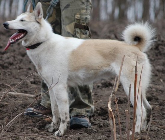 Западносибирская лайка, Бона, ID по базе HuntDogs.Ru: 3284