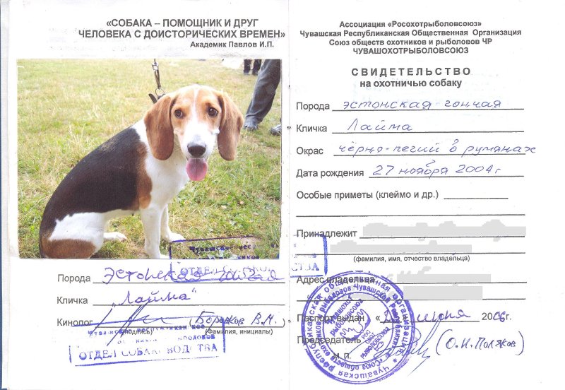 Эстонская гончая, Лайма, ID по базе HuntDogs.Ru: 3309