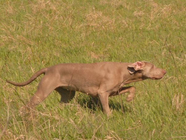 Веймарская легавая, Герн Гросс Бонита, ID по базе HuntDogs.Ru: 3314