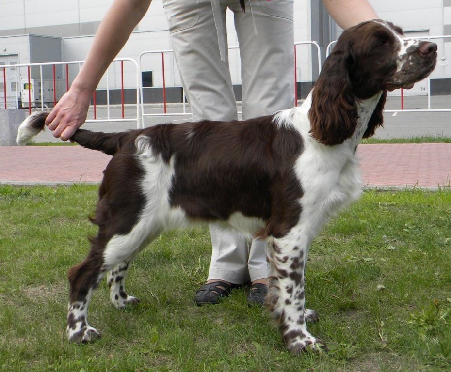 Английский спрингер спаниель, NAVSIKAYA TEILVIND AT SPRING CHEIZ, ID по базе HuntDogs.Ru: 3379