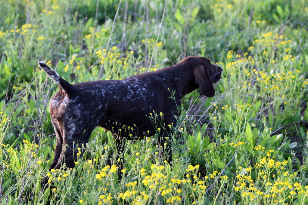 Курцхаар, ЛиЛу -2, ID по базе HuntDogs.Ru: 3318