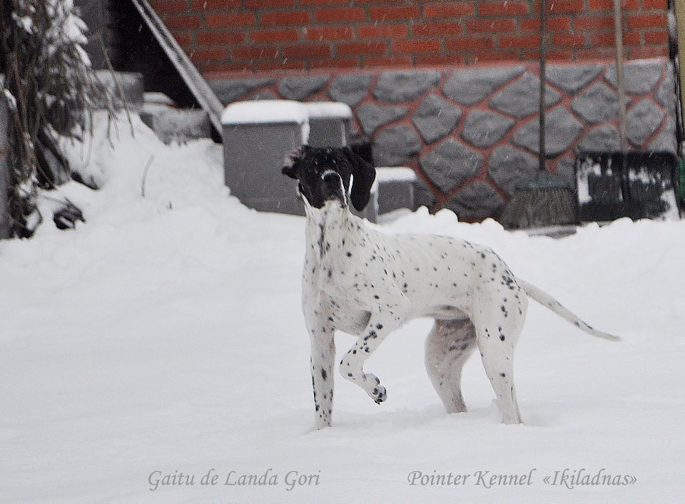 Английский пойнтер, GAÏTU DE LANDA GORI, ID по базе HuntDogs.Ru: 3448