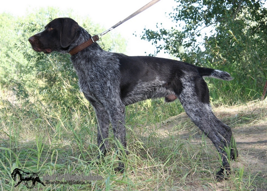 Дратхаар, DSCHANGO  v. WETSCHHAUSEN, ID по базе HuntDogs.Ru: 3508