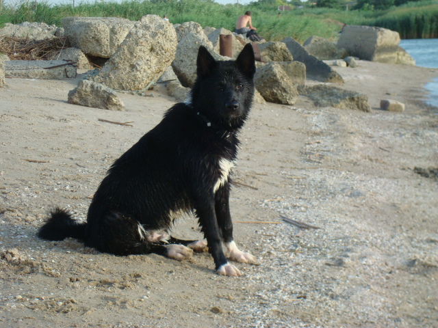 Русско-европейская лайка, Рэм-Баско, ID по базе HuntDogs.Ru: 3561