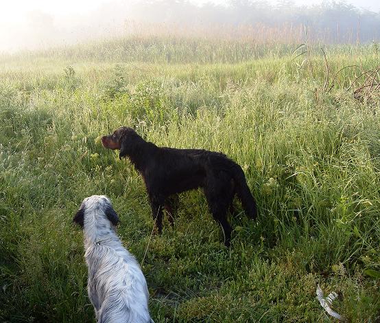 Шотландский сеттер (Гордон), Дабл Дрим Ловсетт Саманта, ID по базе HuntDogs.Ru: 3565