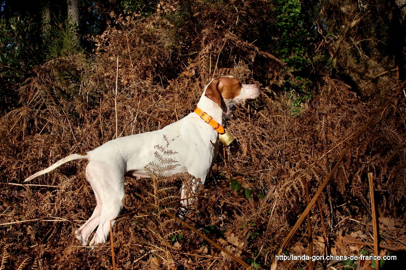 Английский пойнтер, TR. Esther de landa gori, ID по базе HuntDogs.Ru: 3601