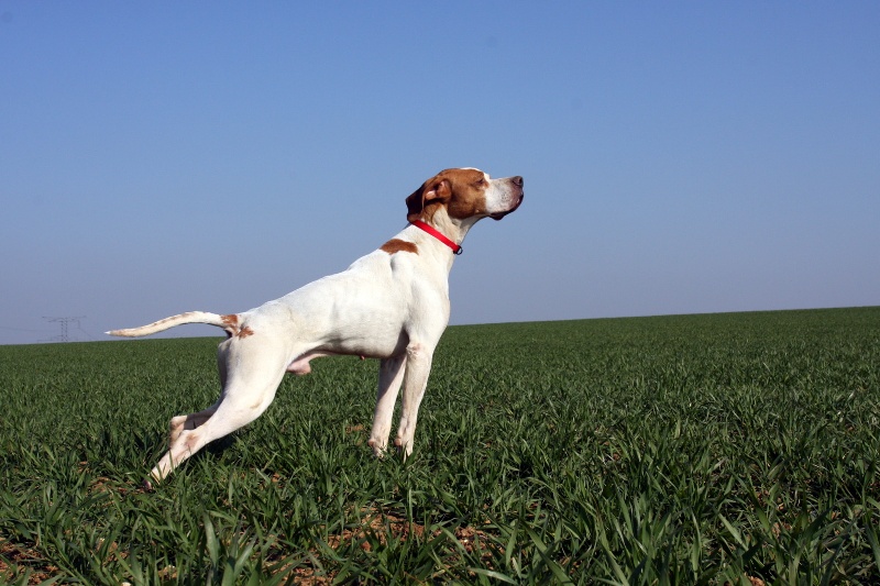 Английский пойнтер, CH. Askar de landa gori, ID по базе HuntDogs.Ru: 3602