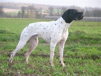 Английский пойнтер, Ch. Otis des Buveures d Air, ID по базе HuntDogs.Ru: 3645