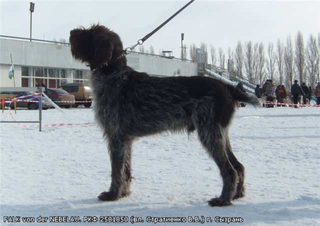 Дратхаар, FALK von der NEBELAU, ID по базе HuntDogs.Ru: 3714