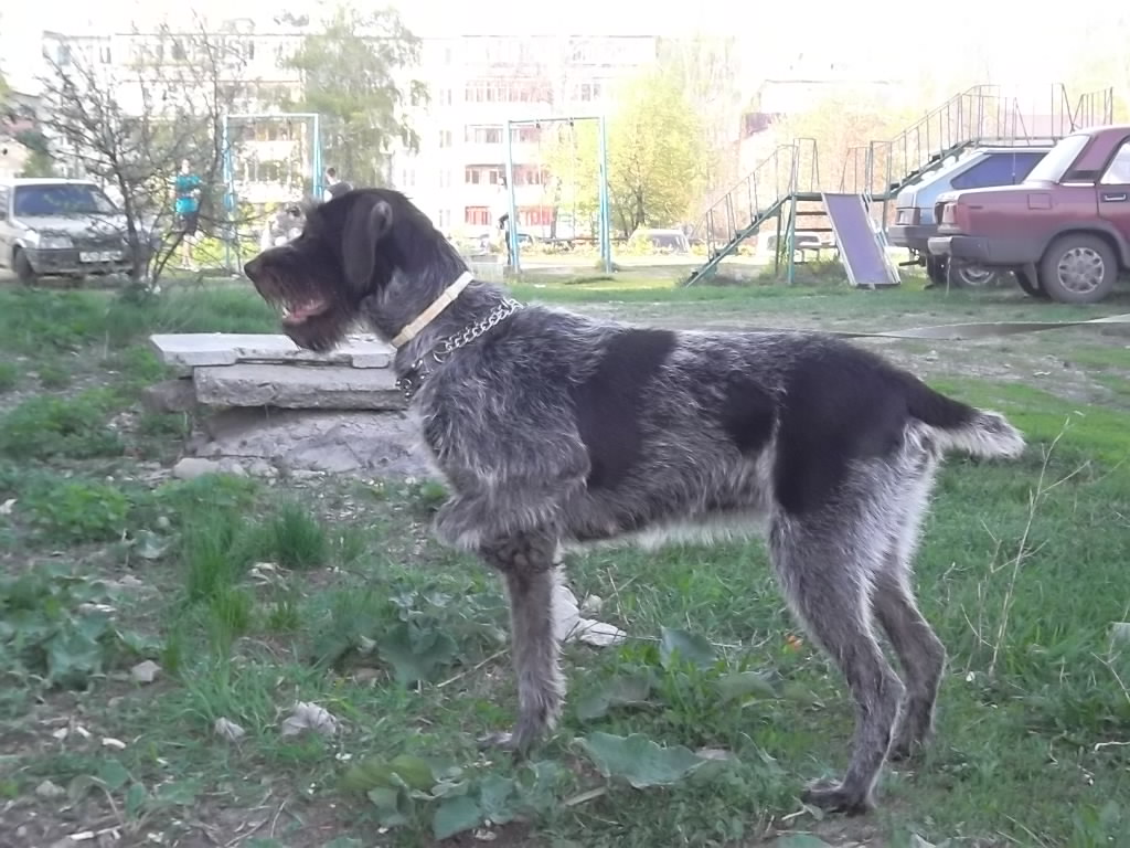 Дратхаар, Б-ДОРА, ID по базе HuntDogs.Ru: 3732