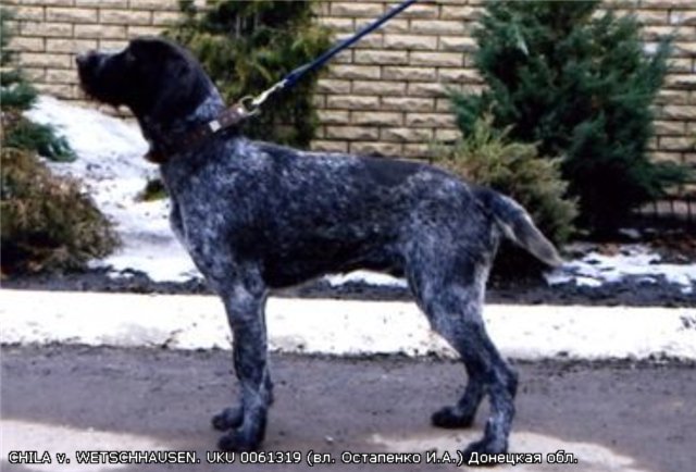 Дратхаар, CHILA v. WETSCHHAUSEN, ID по базе HuntDogs.Ru: 3800