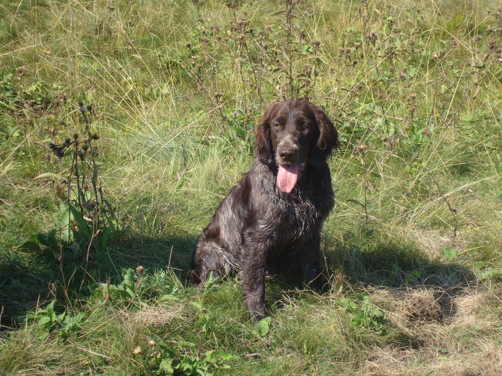 Вахтельхунд (Немецкий спаниель), Виктория, ID по базе HuntDogs.Ru: 3826