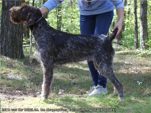 Дратхаар, ZETA von der NEBELAU, ID по базе HuntDogs.Ru: 3928