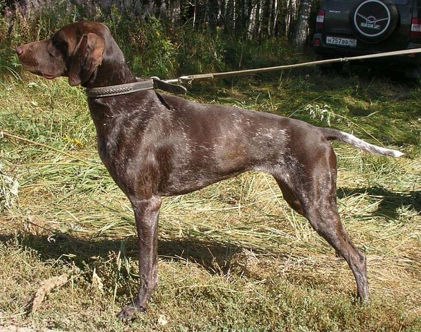 Курцхаар, Тэсс, ID по базе HuntDogs.Ru: 3943