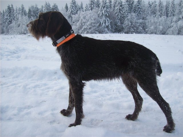 Дратхаар, BRIXI von JÄGERWELT, ID по базе HuntDogs.Ru: 3907