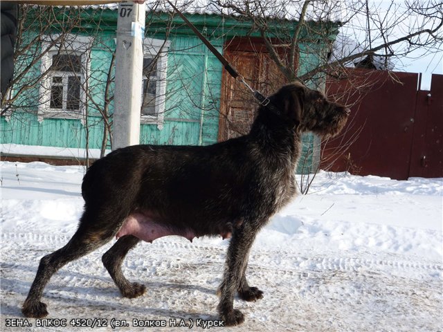 Дратхаар, ЗЕНА, ID по базе HuntDogs.Ru: 3959