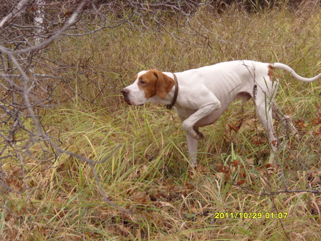 Английский пойнтер, ТОПСИТОРВИДОМ М-КРИТ-II, ID по базе HuntDogs.Ru: 3987